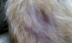 狗狗为什么会产生病理性掉毛？