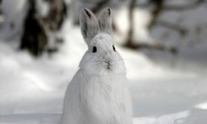 雪兔吃什么，典型的食草动物