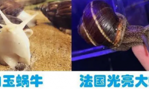 蜗牛的生栖环境与习性