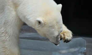 日本动物园为了帮助动物消暑 给北极熊准备冰爽的大冰块