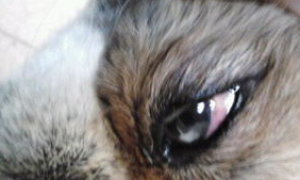 狗狗眼睛有红血丝是什么原因，应该怎么做？