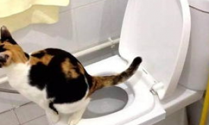 刚接回家的小猫如何训练猫咪使用抽水马桶?