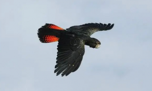 传说中的“黑凤凰”是这4种黑鹦鹉，长见识了