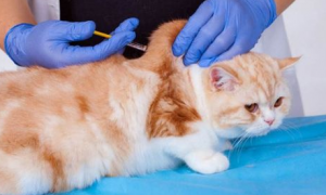 哪些情况引起猫咪疫苗免疫失败？