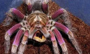巴西粉红食鸟蜘蛛的形态特征？