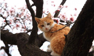 猫死了为什么要挂在树上？宠物去世，主人这么做，它才能更安心！
