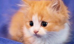 猫为什么有招财的说法 | 很多店里都摆放一个招财猫，为什么会有招财猫的说法呢？