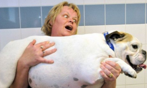 英国举行宠物减肥大赛 最重宠物夺宠物冠军