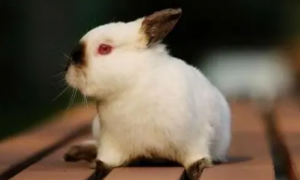 喜马拉雅兔怎么挑选 要选择体格强壮的兔子
