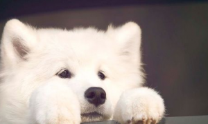 萨摩耶犬的饲养方法，不要让幼犬吃人们的剩菜剩饭！