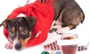 狗狗感冒发烧能不能吃藿香正气丸？
