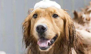 狗狗洗澡，一定要实用宠物专用型沐浴露！