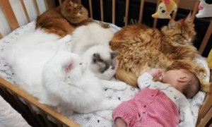 四只缅因猫聚在婴儿床上，守护自己家小主人，但也可能是像蹭床睡