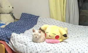 日本猫咪撞脸皮卡丘抱枕 睡姿表情神同步