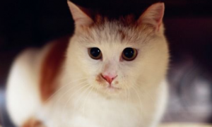 猫咪吐白色泡沫不吃东西怎么办？