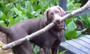 狗狗因一根树枝意外走红，网友：感觉自己物理学的不如狗