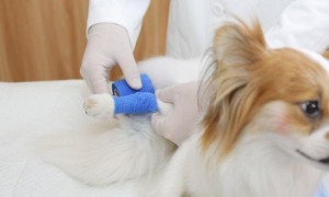 上海杨浦区：公益诉讼助力宠物医院专项整治