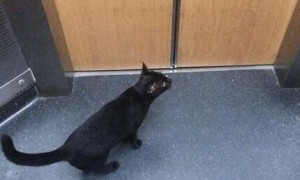 网友搭电梯遇黑猫 到底它想去哪儿呢