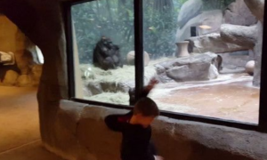 男童隔着玻璃大秀舞技 视要与猩猩一决高下