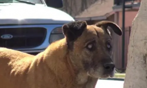 流浪狗能恢复眼睛吗 | 失明流浪狗配戴“导盲圈”，看不见的眼睛重获新生！