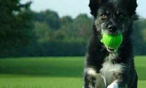 想训练狗狗有什么基本关键点？