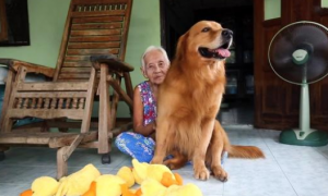 90岁奶奶反对养狗，看到金毛后完全沦陷，狗狗成了她的小跟班