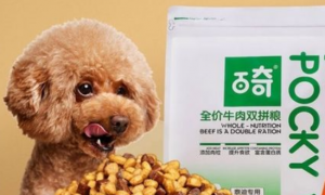 百奇狗粮：为爱犬提供全方位的营养与健康