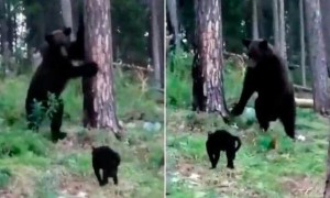 大棕熊被黑猫赶走，熊为什么那么“熊”？熊真能屠虎灭狼吗？