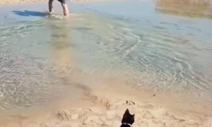 主人淌水过河，黑猫看了一会淡定跟上，姿势把主人笑瘫在岸上！