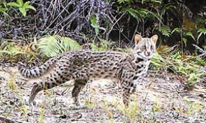 身上有黑色豹斑的猫 | 塘朗山上发现豹猫 豹猫是猫吗是几级保护动物