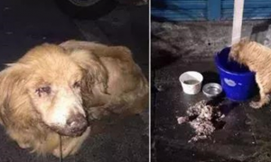导盲犬被遗弃垃圾堆旁，口腔癌已无法进食，好在有人及时伸出援手