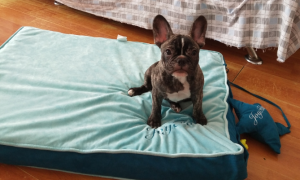 爱宝嘉宠物睡垫到底有没有用？