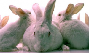 美马州一母子养78兔子 在屋内任其行走