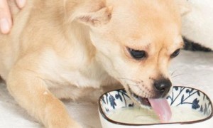 狗狗奶粉什么作用？什么狗狗必须喝奶粉？