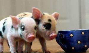 猪猪也可以这么可爱嘛，来自英国的漂亮又娇小的茶杯猪