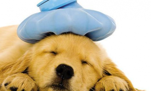 狗狗的感冒传染吗，狗狗感冒会相互之间传染吗？