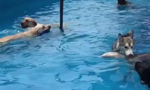 一群狗子在泳池里游泳，转身被“大块头”逗笑，狗：我就当泡脚了