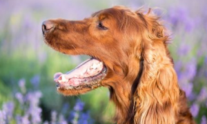 什么是犬口炎？狗狗发生犬口炎的原因有哪些？