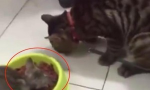 主人为猫咪准备大餐，却发现猫咪一脸委屈，转头一看，笑到打嗝！