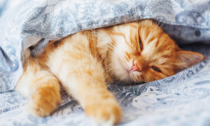 如何训练宠物猫猫不在床上睡觉？怎样让猫不睡在床上？