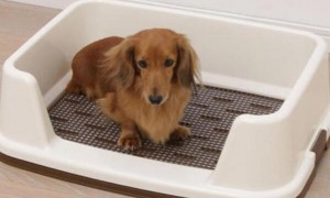 怎么样训练狗狗上厕所？
