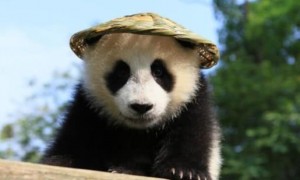 国宝熊猫死亡之后，中国会怎么处理它们的尸体？看完有点心酸