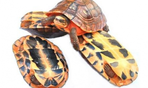 艾氏拟水龟是不是保护动物？