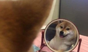 铲屎官化完妆忘收镜子, 意外看到柴犬臭美一幕, 第一次见狗子被帅笑了