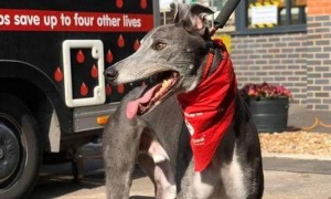 狗勾就是最好的！英国小狗6年献血一万毫升，拯救88条狗命