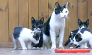 猫妈带5只小猫上幼儿园，人类却拿出猫笼子：孩子想上学太难了！