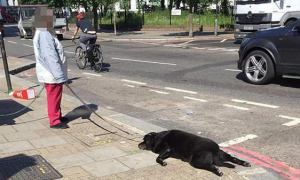家里大黑狗过世，主人依旧拖着它上街：假装没死！