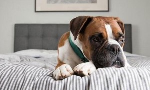狗狗得了焦虑忧郁症怎么办？