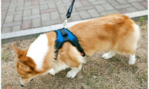 犬类咬伤多发 公安提醒遛狗用犬绳牵引