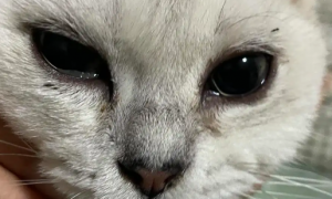 猫咪眼睛流泪 有点睁不开 是咋回事